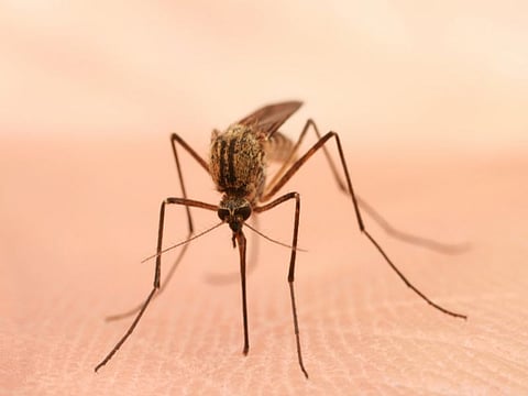 mosquito