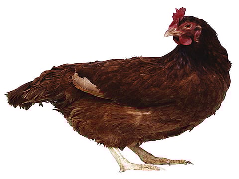 Tener un gallinero en el patio pone a las personas en riesgo de 'derrame viral'