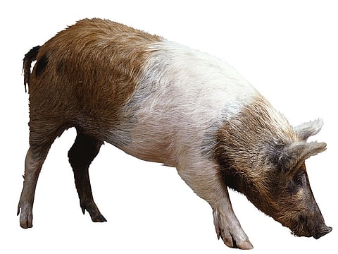 pig