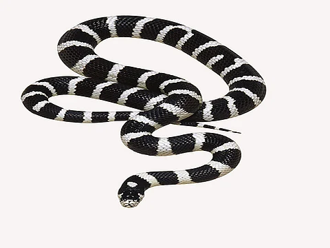 snake