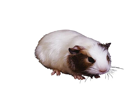 Guinea pig