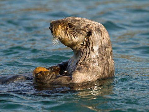 sea otter