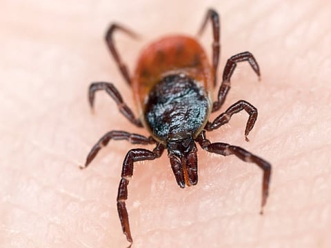 tick