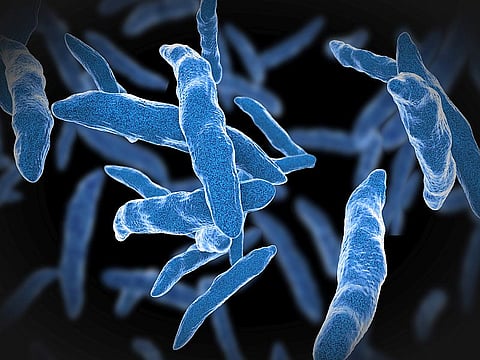 tuberculosis bacteria