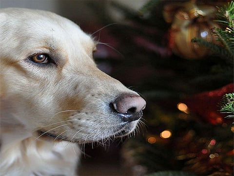 dog at christmas