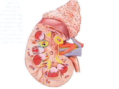 kidney illustration