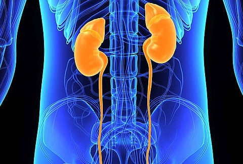 kidneys