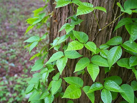 poison ivy