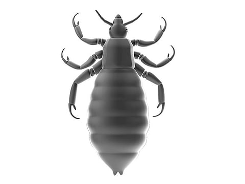 artist view of louse