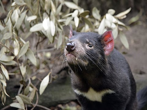Tasmanian devil