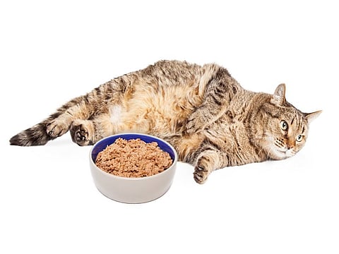 fat cat