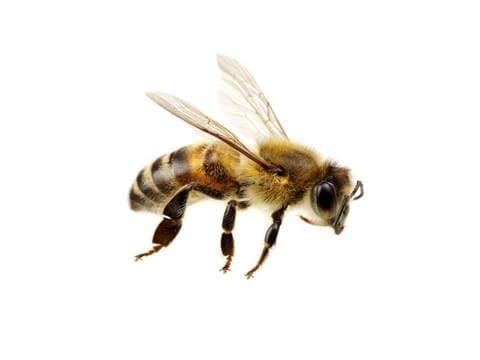 bee