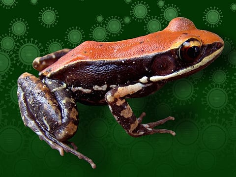 South Indian frog H. bahuvistara. Photo: S. George/J.Shartouny