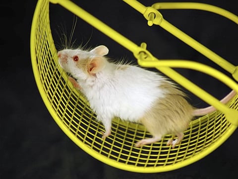 mouse wheel