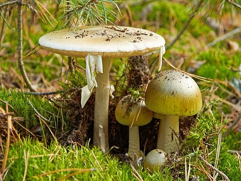 mushroom Amanita phalloides