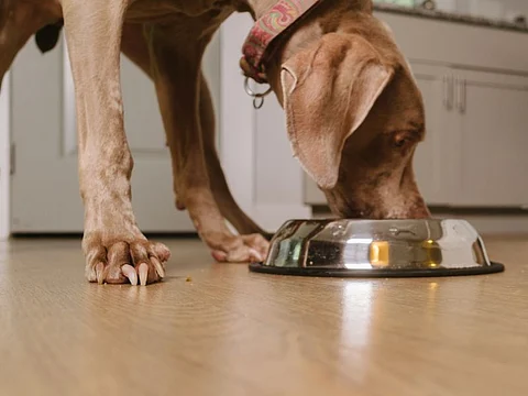 dog eating