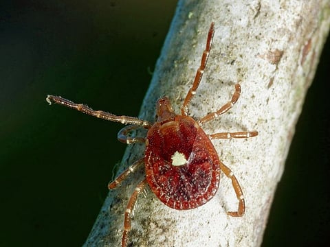 lone star tick
