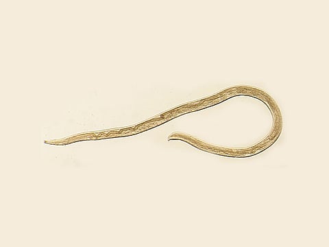 Thelazia gulosa worm