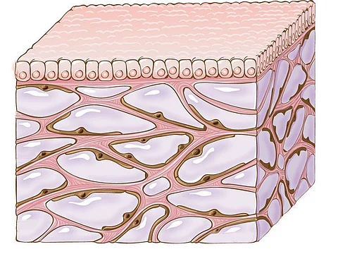 skin diagram