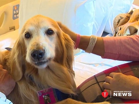 Therapy dog in action