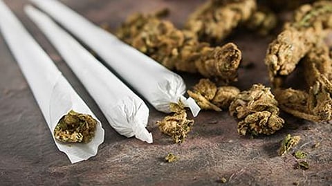 marijuana\'s effects on the heart