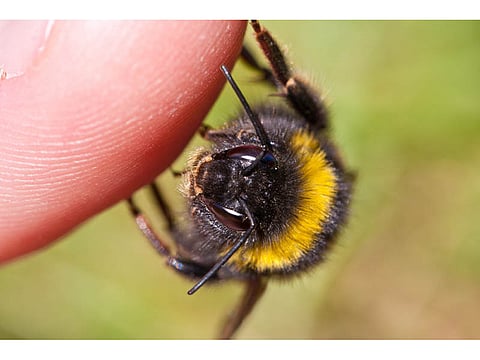 bee on a human skin close up
