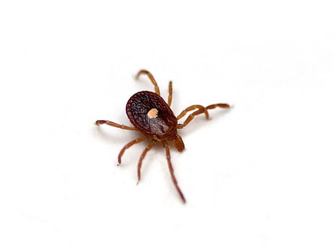 lone star tick