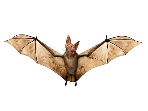 vampire bat