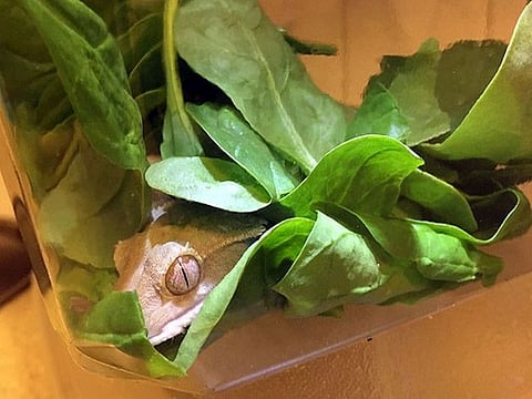 Staged gecko in spinach