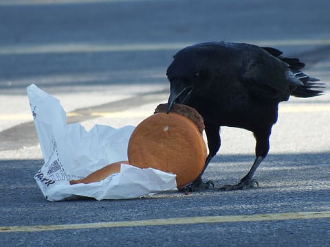 crow eating