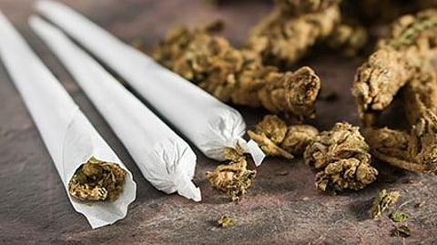 Marijuana