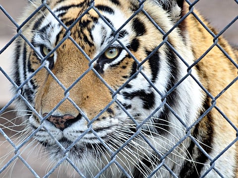 Big Cats Can Tell Familiar Voices From Strangers