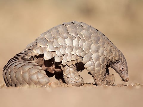 A pangolin