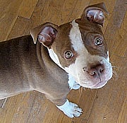 Los perros y los niños de dos años comparten el mismo plano mental