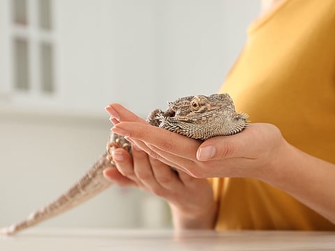 A bearded dragon lizard