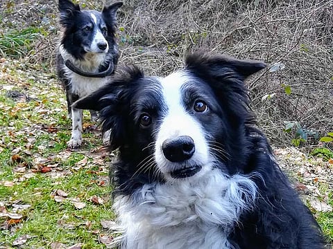 Border Collies dogs
