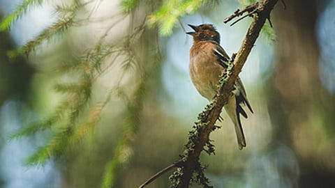 Waves Lapping, Birds Singing: Nature's Sounds Bring Healing, Study Finds