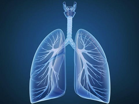 lungs