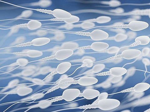 human sperm