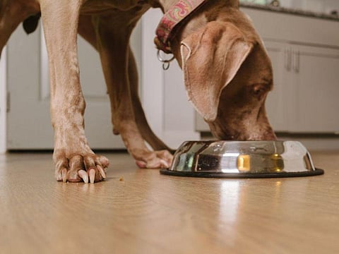 dog eating
