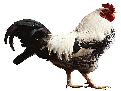 rooster