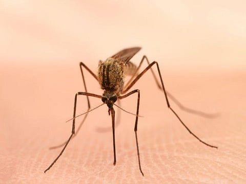 mosquito