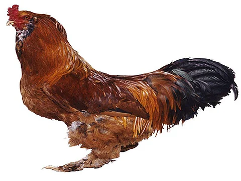 rooster