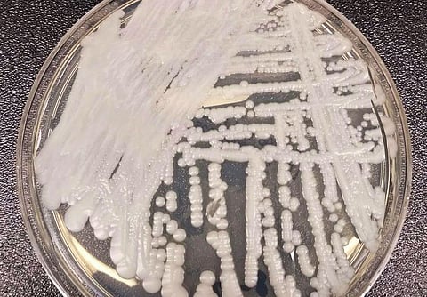 Candida auris fungal organisms