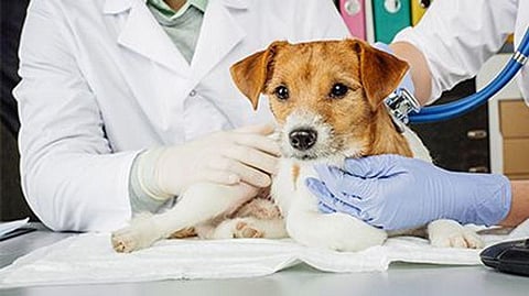 a dog at the vet office