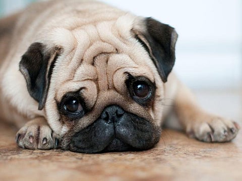 pug dog