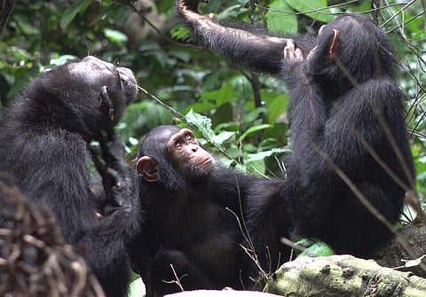 chimpsmeddontuse