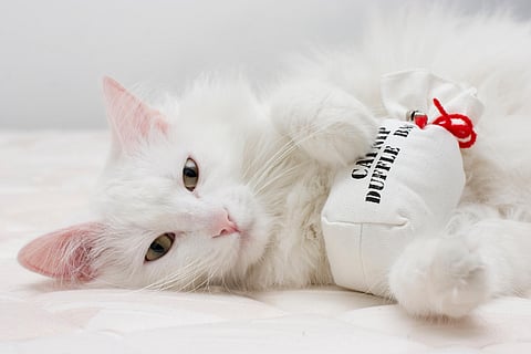White cat
