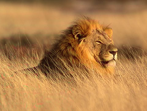 lion
