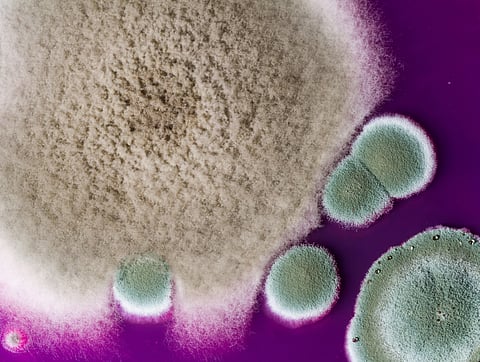 mold